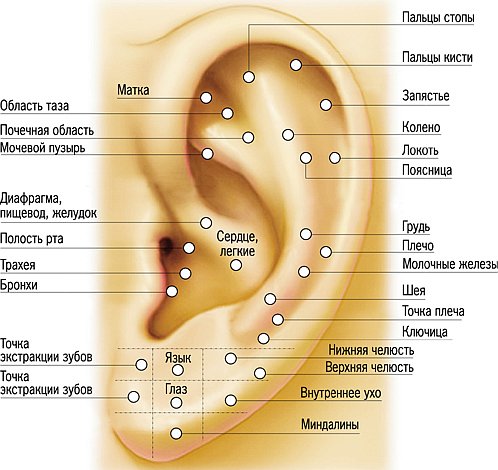 Аурикулярная терапия – это воздействие на биологически активные точки, расположенные на ушных раковинах
