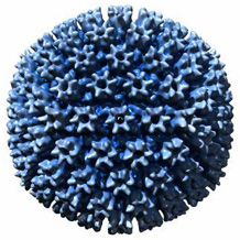 Цитомегаловирус